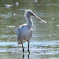 Yellow-billed Spoonbill with 3 Royal Spoonbills (Dunne Rd Swamp)<br />EOS6D + EF300 F2.8L III + EF2xIII